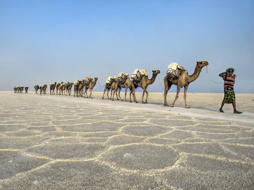 Camel salt caravans crossing the Danakil Depression, Afar Ethiopia