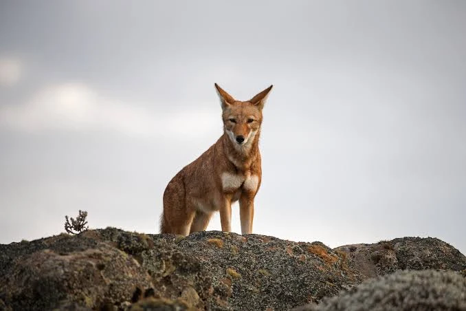 Endangered Ethiopian wolf on a rocky ridge in Bale Mountains National Park