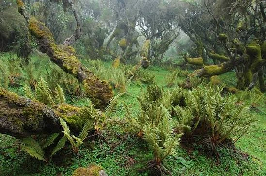 Moss-covered trees and ferns in the Harenna Forest, Bale Mountains National Park