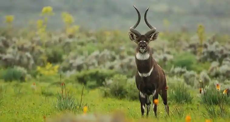 Endemic mountain nyala grazing in Bale Mountains National Park, Ethiopia