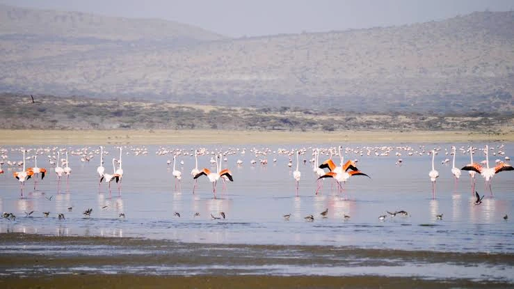 Beisa Oryx and Acacia Savanna in Awash National Park - Ethiopia Wildlife Tours