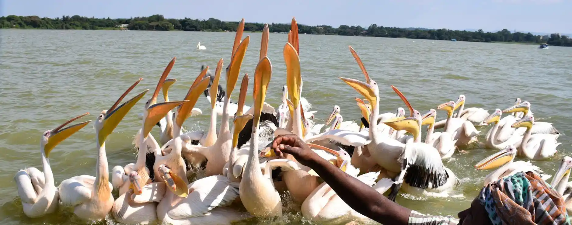 A traveler feeding a flock of great white pelicans on Lake Tana, Ethiopia
