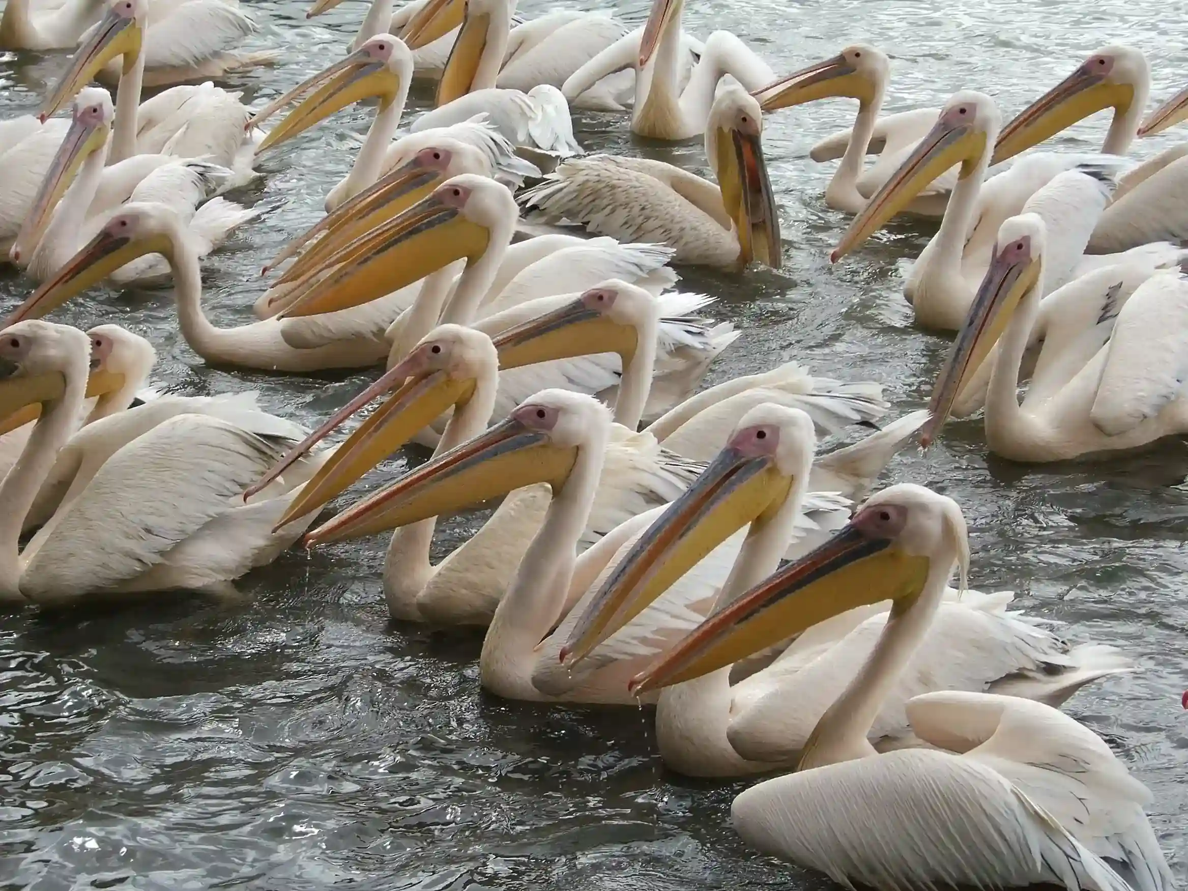 Birdlife along the Lake Tana shoreline, Ethiopia