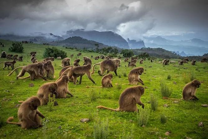 Gelada baboon colony grazing beneath the Simien Mountains escarpment, Ethiopia
