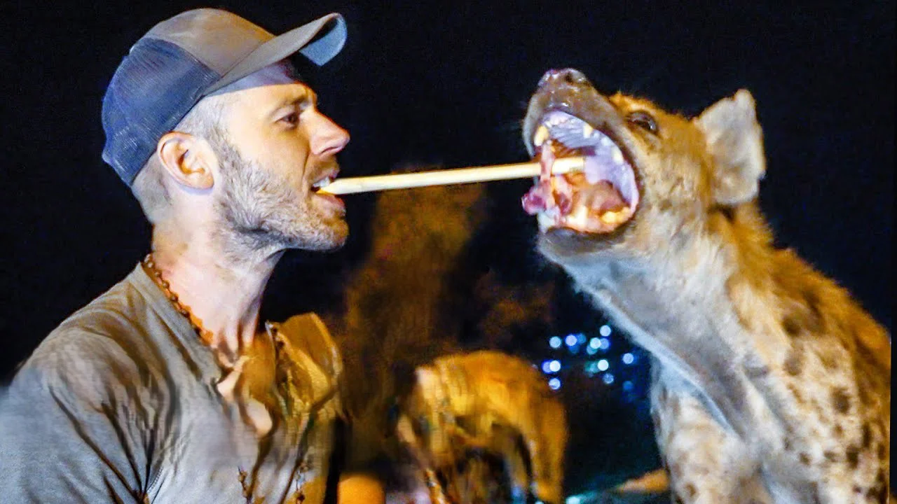 Traveler feeding a spotted hyena mouth-to-mouth in Harar, Ethiopia